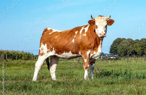 Adult cow  posing proudly in the field with gentle look  pink nose and  a blue sky.