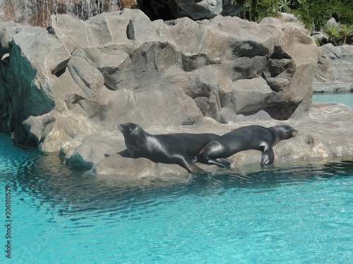 two black seals roosted on the rocks