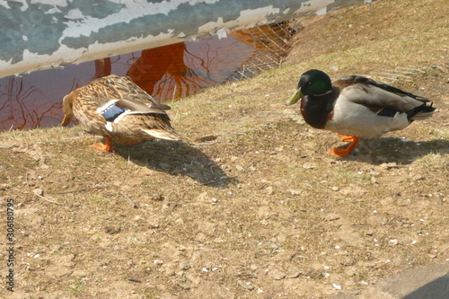 a duck and a Drake peck of grain