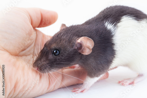 domestic rat stands on a man's hand