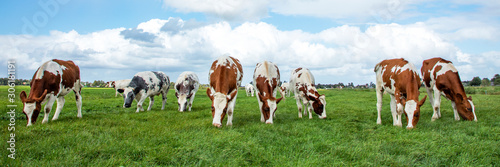 Foto Herd of cows graze in a field, oncoming walking towards the viewer, and a beautiful sky