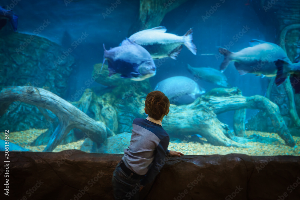 Naklejka premium little boy watching fishes in large aquarium