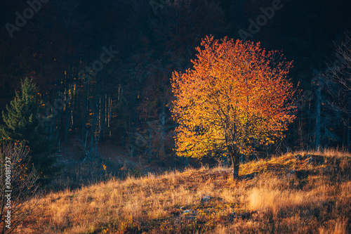 Colorful autumn tree in warm evening light.