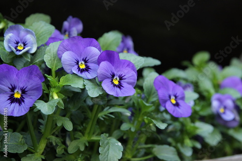 purple flowers in the garden