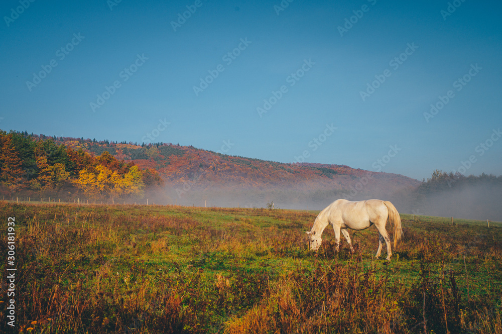 Alone horse grassing on autumn morning meadow Alone horse grassing on autumn morning meadow
