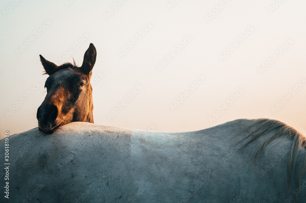 Obraz Two horses, black and white horse, animals life, white edit space
