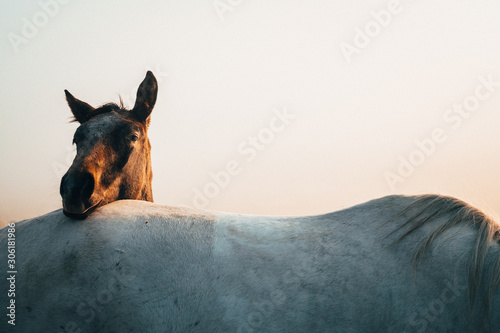 Obraz na płótnie Two horses, black and white horse, animals life, white edit space