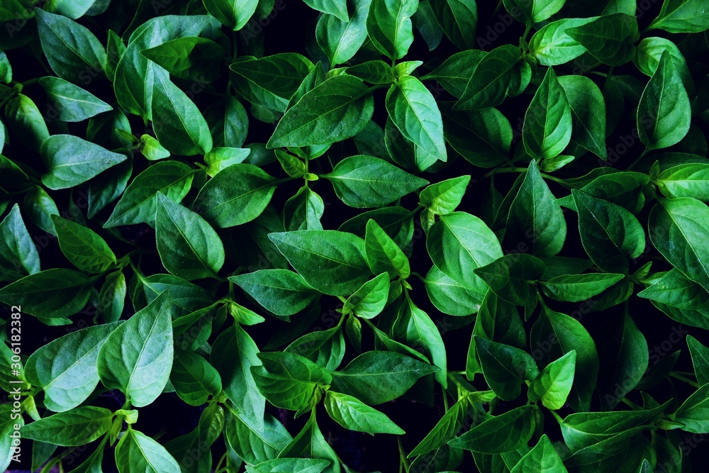Green leaf texture background. Green leaf texture background.