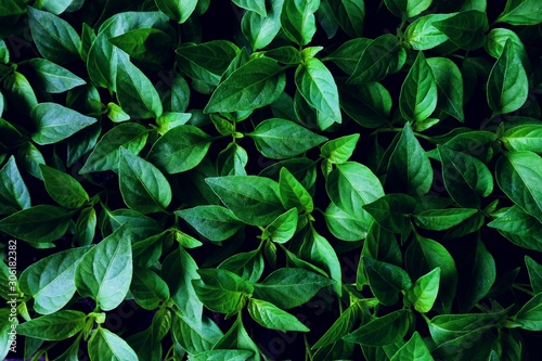 Green leaf texture background. © tanita