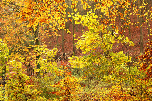 Colourful Trees. Autumn hues in the forest