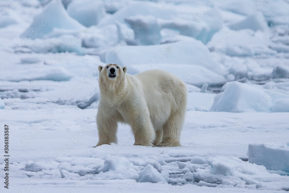 Polar Bear (Ursus maritimus) Spitsbergen North Ocean Polar Bear (Ursus maritimus) Spitsbergen North Ocean