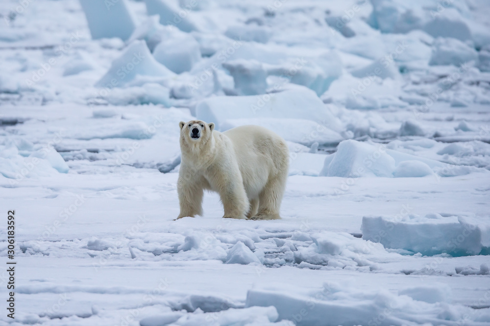 Polar Bear (Ursus maritimus) Spitsbergen North Ocean Polar Bear (Ursus maritimus) Spitsbergen North Ocean