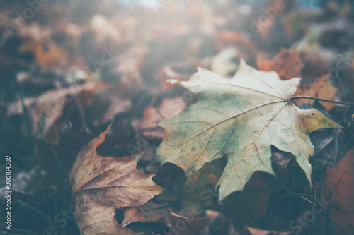 closeup heap of red dry leaves in a forest at the sunset, autumn nature background