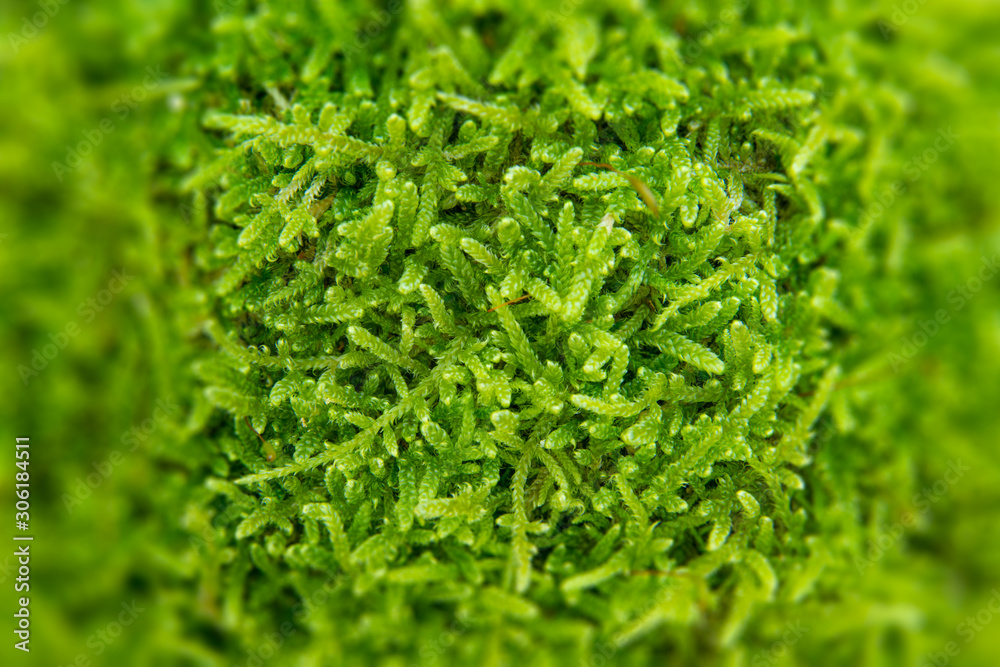 The texture of tree bark with moss. Old tall trees with moss in forest. Trees with green leaves in forest. The texture of tree bark with moss. Old tall trees with moss in forest. Trees with green leaves in forest.