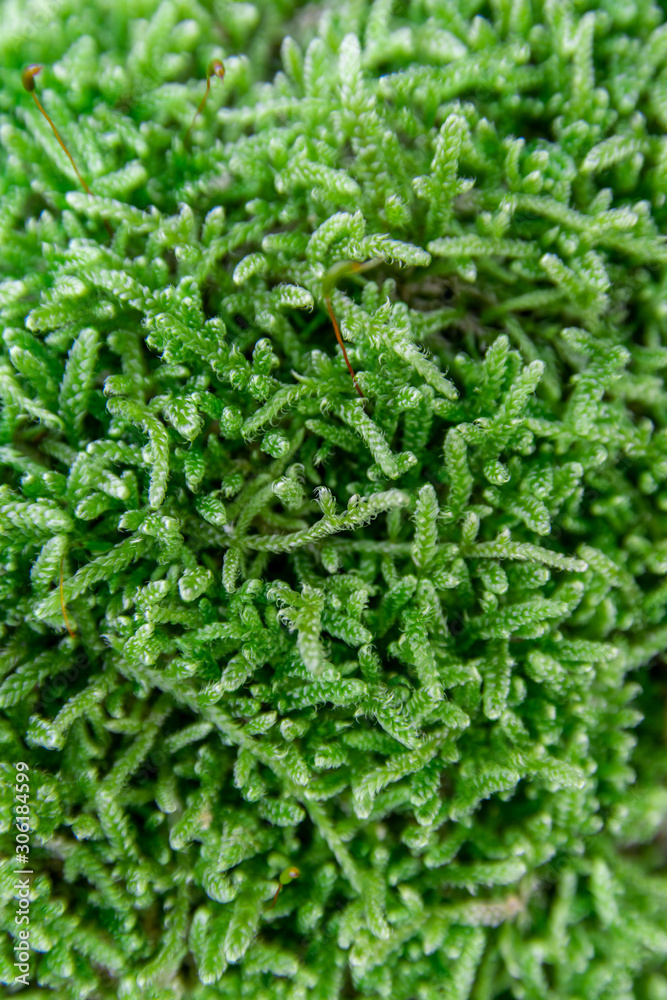 The texture of tree bark with moss. Old tall trees with moss in forest. Trees with green leaves in forest. The texture of tree bark with moss. Old tall trees with moss in forest. Trees with green leaves in forest.