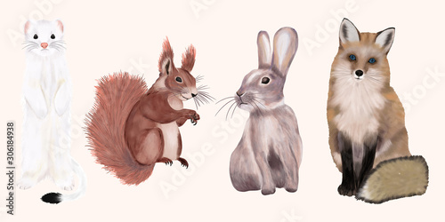 Wild animals set. Fox, weasel, rabbit, squirrel