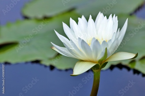 White hardy water lily, Lotus blooming in pond with green leaf background.