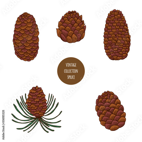 Spruce. Cone. Vector hand drawn set of cosmetic plants isolated on white background. Essential oils components illustration. Aromatherapy ingredients icons. Sketch collection of natural elements.