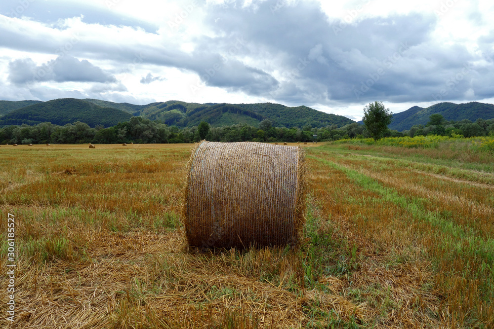 Rolled hay on the field