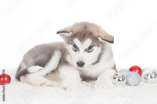 Animals. One puppy Husky white isolated, Christmas hat © erainbow