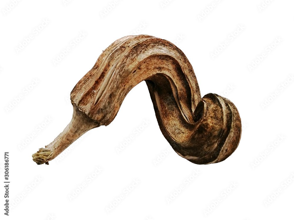 Obraz premium Old Okra have Irregular shape isolated on white background, Vegetable. 