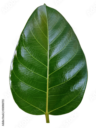 banyan leaves isolated on white background. natural green leaf.v