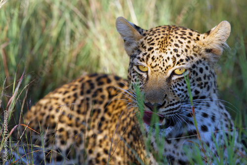 Canvas Print The African Leopard (Panthera pardus pardus) - Young female portrait on the savanna