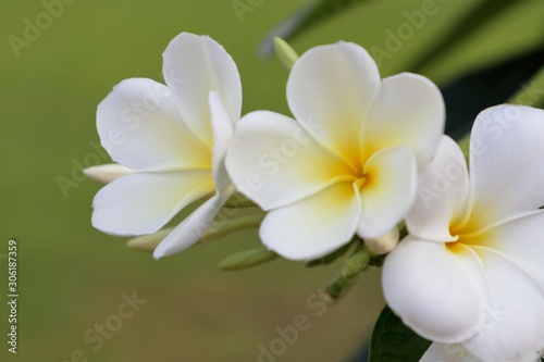 White frangipani or plumeria flower blooming with natural green background  Floral inflorescence in garden.