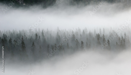 Morning mist over pine tree forest