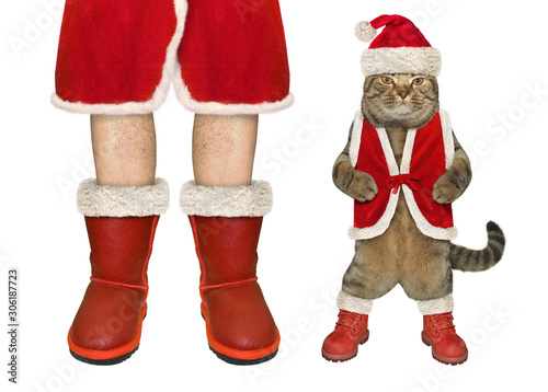 The beige cat in a red Christmas costume is standing near the Santa Claus. White background. Isolated. © iridi66