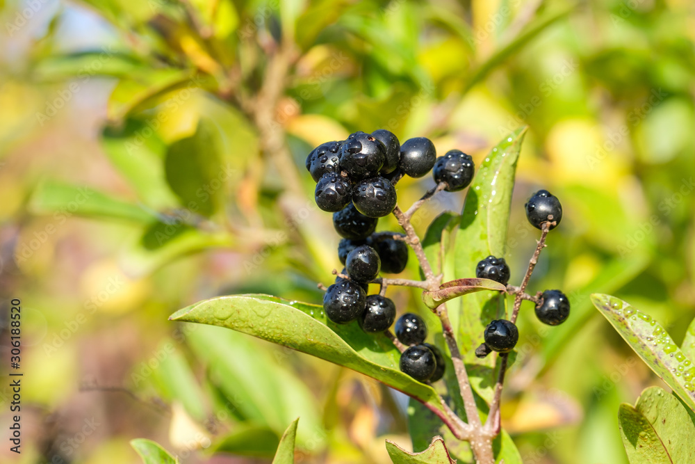 Dunkle Beeren an herbstlicher Hecke Dunkle Beeren an herbstlicher Hecke