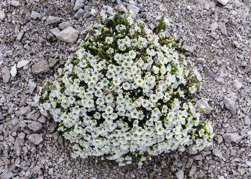 A group of beautiful flowers Minuartia laricifolia subsp. kitaibelii (Nyman) Mattf. growing only on calcareous substrates such as rocks, screes and rocky grasslands. photo