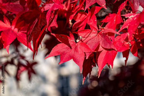 Colourful red maple leaves on a tree in autumn