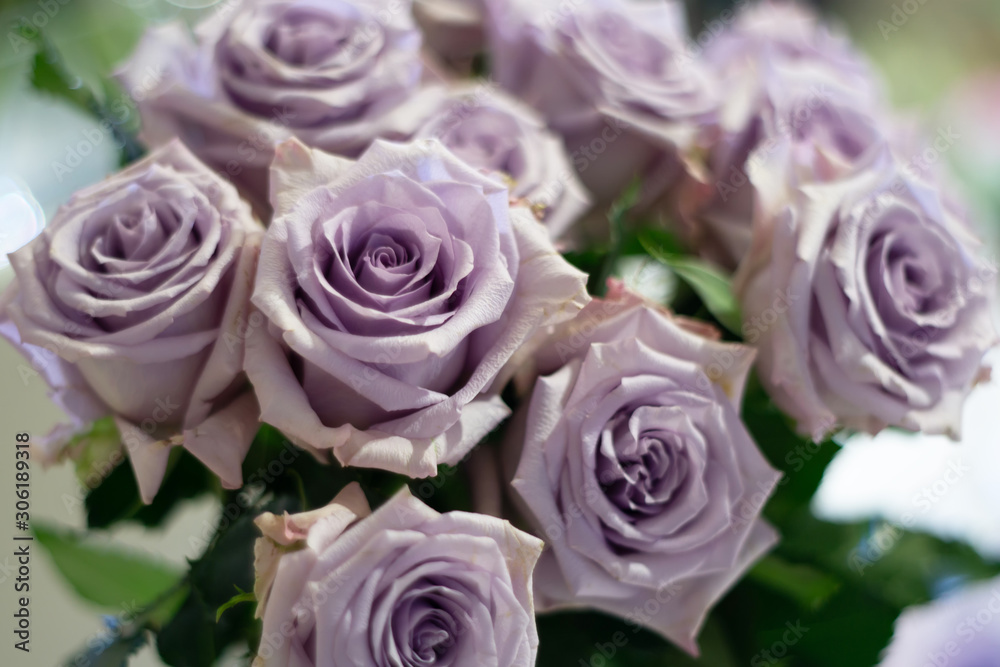 Beautiful ocean song purple rose flower as flowers background. Beautiful ocean song purple rose flower as flowers background.