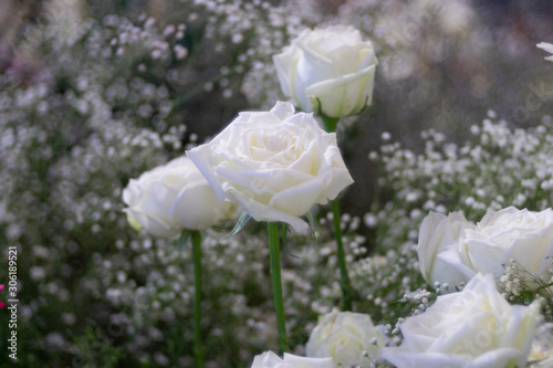 Beautiful white rose flower over bubble bokeh as floral background photo
