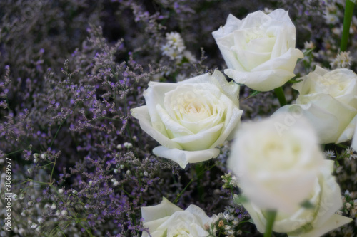 Beautiful white rose flower as flora background.