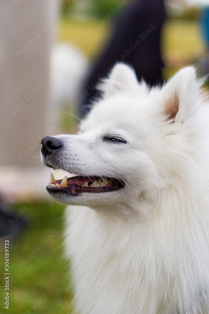 スピッツ　日本スピッツ　犬　白い犬