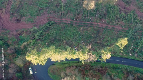 Aerial drone view of a tree falling after being felled by forestry workers photo