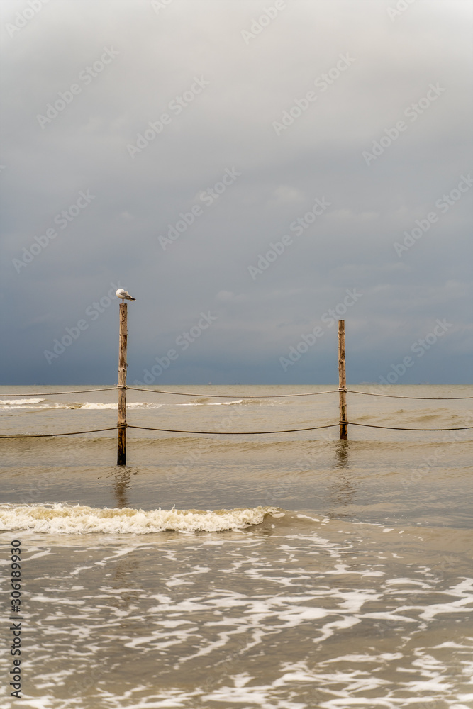 kleiner Vogel sitzt auf holz am Meer kleiner Vogel sitzt auf holz am Meer
