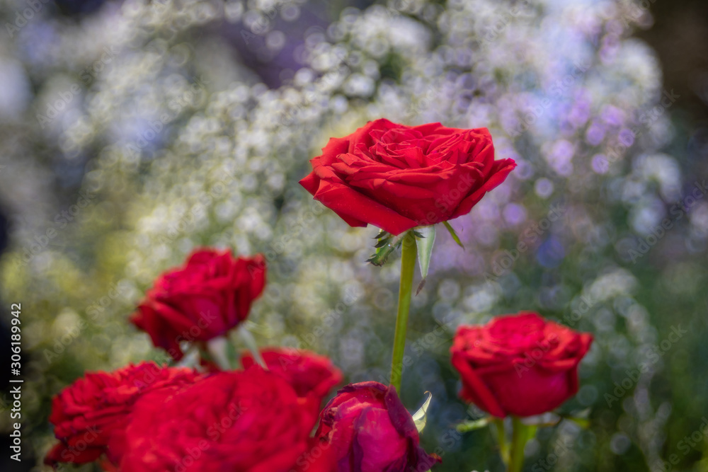 Beautiful red rose flower over bubble bokeh as floral background