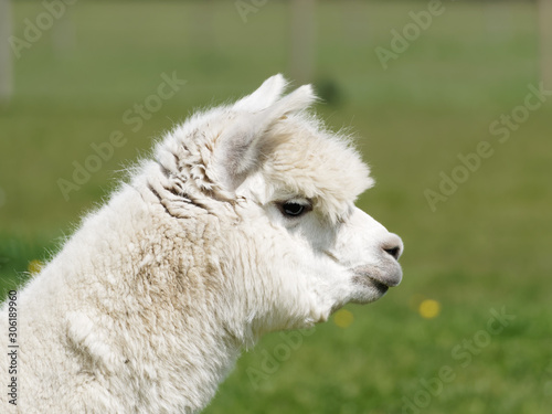 A head portrait of a farmed Alpaca (Vicugna pacos) in a grass meadow
