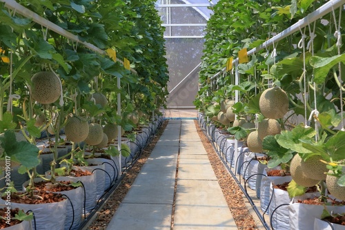 Cantaloupe melon cultivation in greenhouse farm.