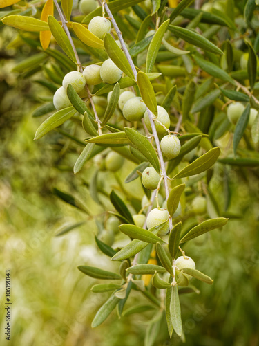 A close-up of an olive tree showing the ripening olives on the branch growing in a rural area of Spain