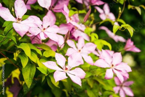 Fototapeta Naklejka Na Ścianę i Meble -  Blooming pink clematis in the garden. Selective focus. Shallow depth of field.