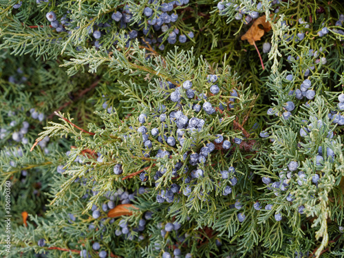 Genévrier horizontal bleu ou Juniperus horizontalis au feuillage gris-bleuté, aiguilles non piquantes, à petit fruits ou baies noir-bleuté décoratives en hiver photo