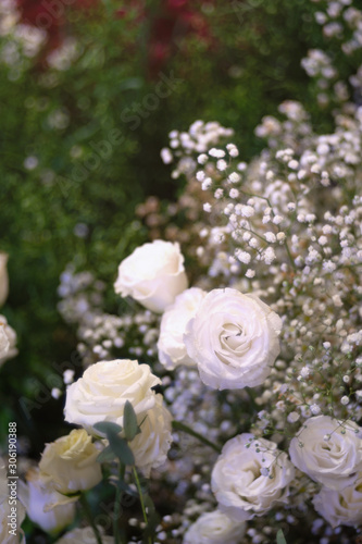 Beautiful white rose flower as flowers background.