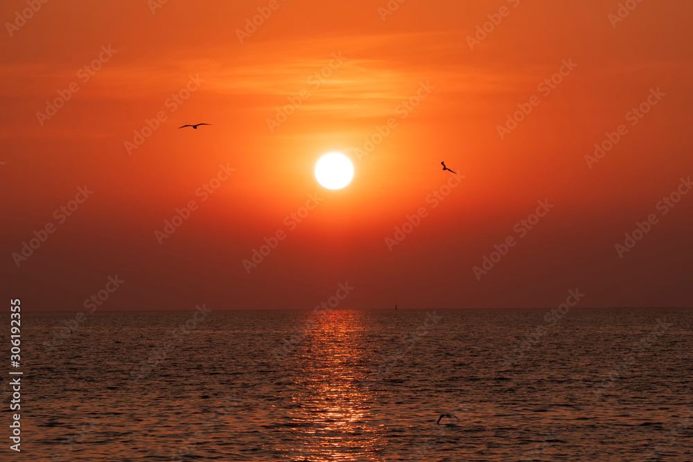 Silhouette seagulls birds are flying over the sea during sunset Silhouette seagulls birds are flying over the sea during sunset