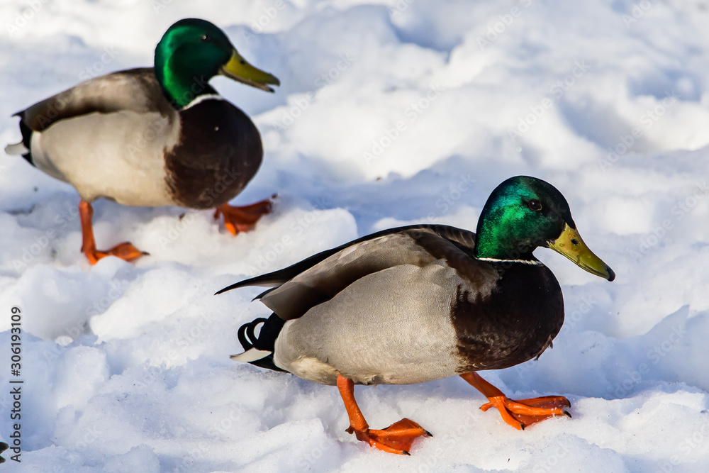 Wild ducks in winter on a snow background. A flock is looking for food. Wild ducks in winter on a snow background. A flock is looking for food.