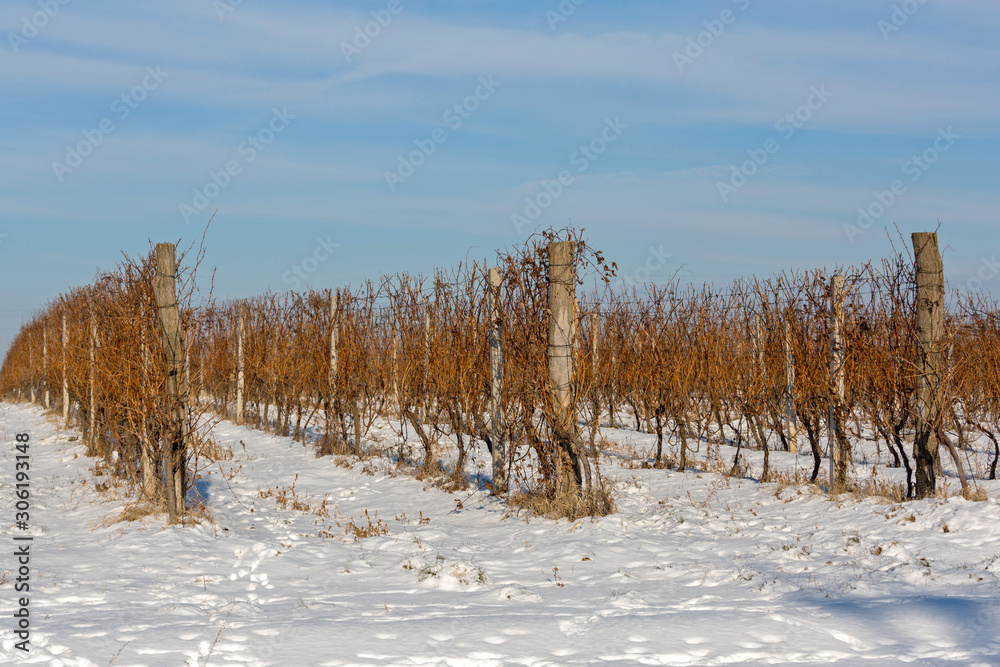 Winter Vineyard Winter Vineyard