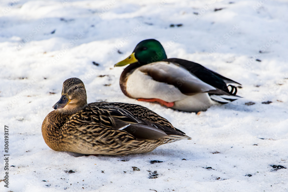 Wild ducks in winter on a snow background. A flock is looking for food. Wild ducks in winter on a snow background. A flock is looking for food.